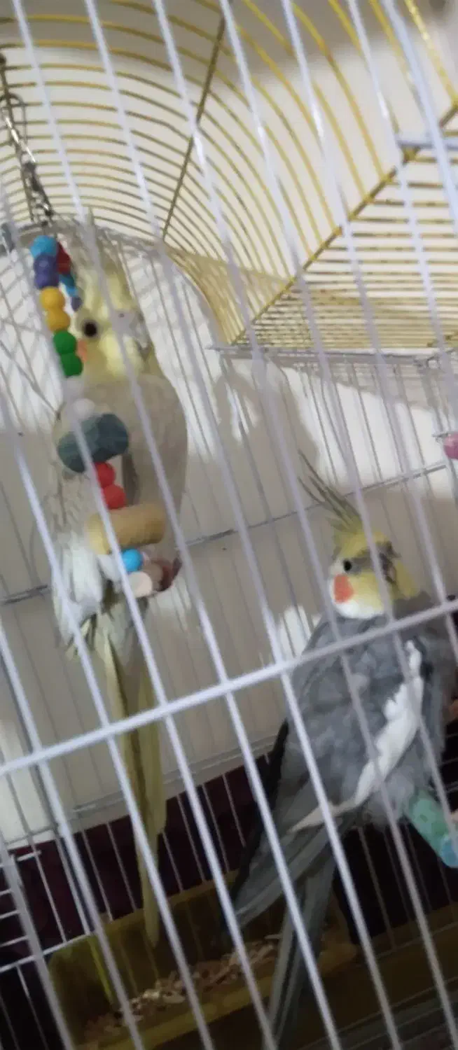 عروس هلندی جفت|پرنده|مشهد, هدایت|دیوار