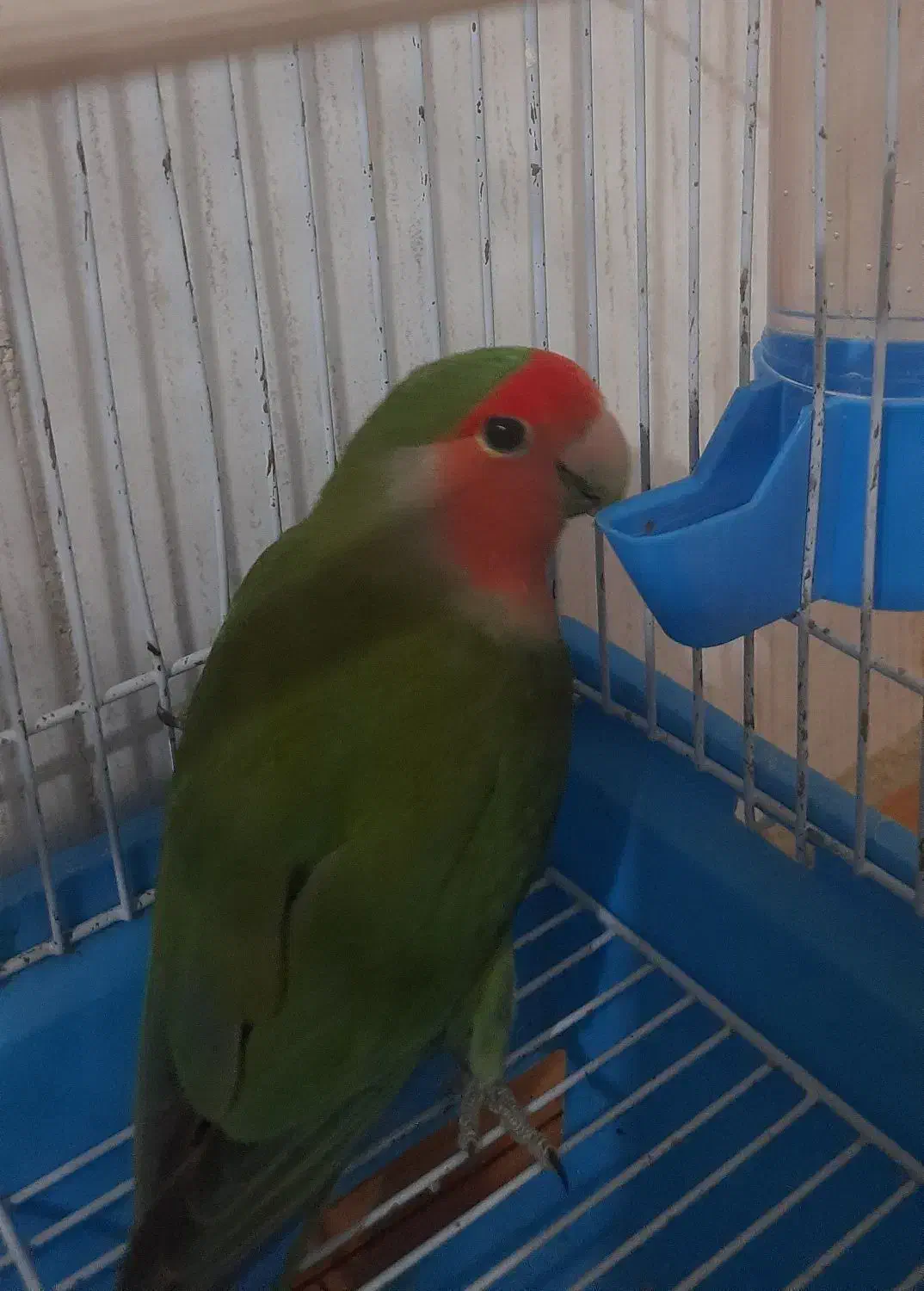 پرنده طوطی|پرنده|بهشهر, |دیوار