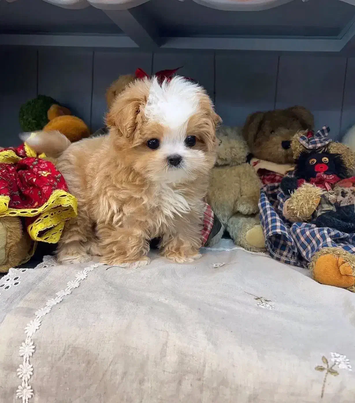 توله شیتزو سوپر فلت|سگ|شیراز, دروازه قران|دیوار