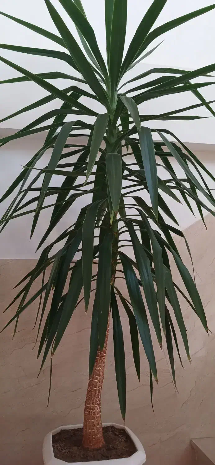 گل یوکا|گل و گیاه طبیعی|اراک, |دیوار