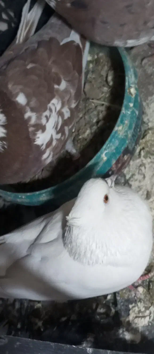 کبوتر گمشده|پرنده|سقز, |دیوار