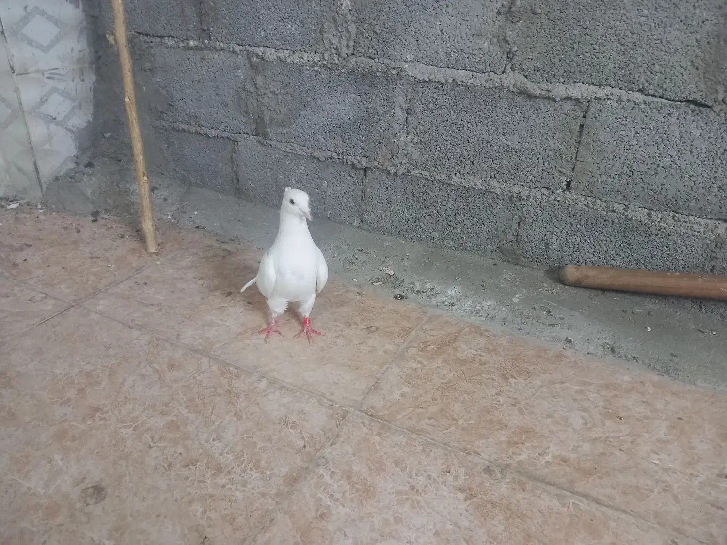 کبوتر|پرنده|سوسنگرد, |دیوار