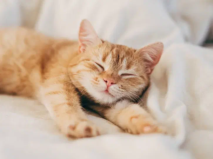 نگه داری از بچه گربه|فعالیت داوطلبانه|قم, هنرستان|دیوار