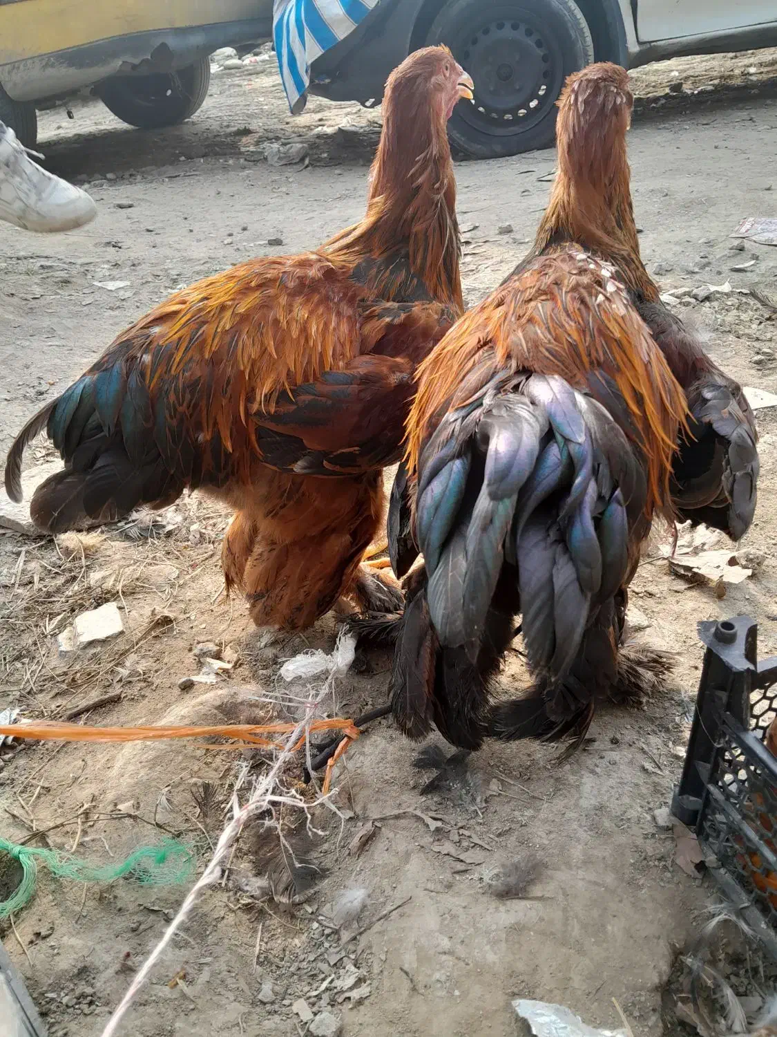 خروس امپراطور برهما|حیوانات مزرعه|هادی شهر, |دیوار