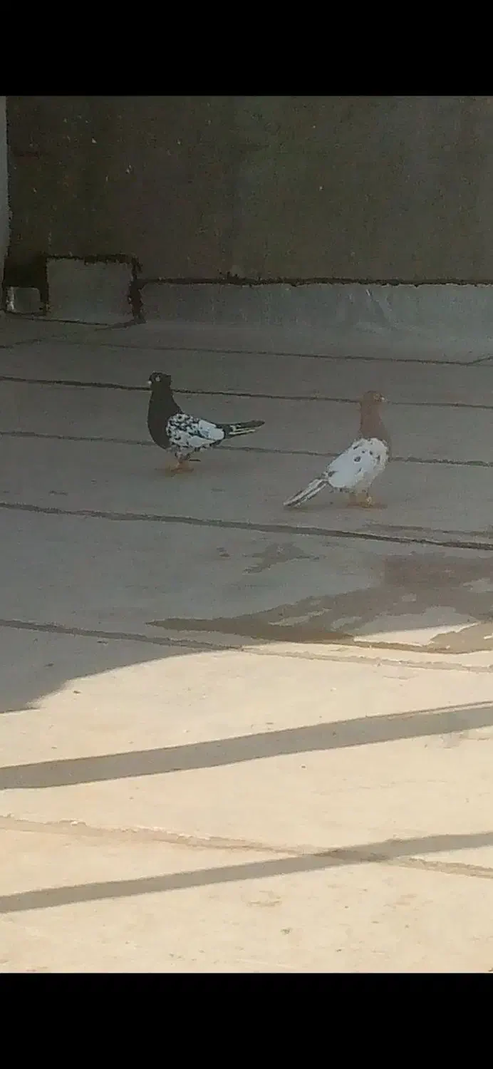 کفتر|پرنده|قزوین, |دیوار