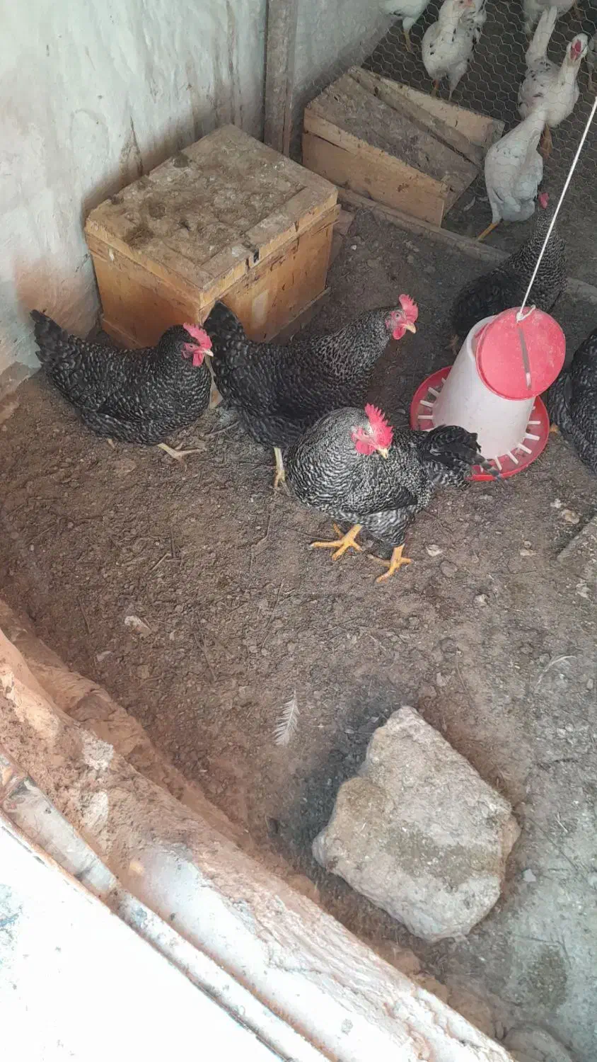 مرغ برا فروش|حیوانات مزرعه|اسکو, |دیوار