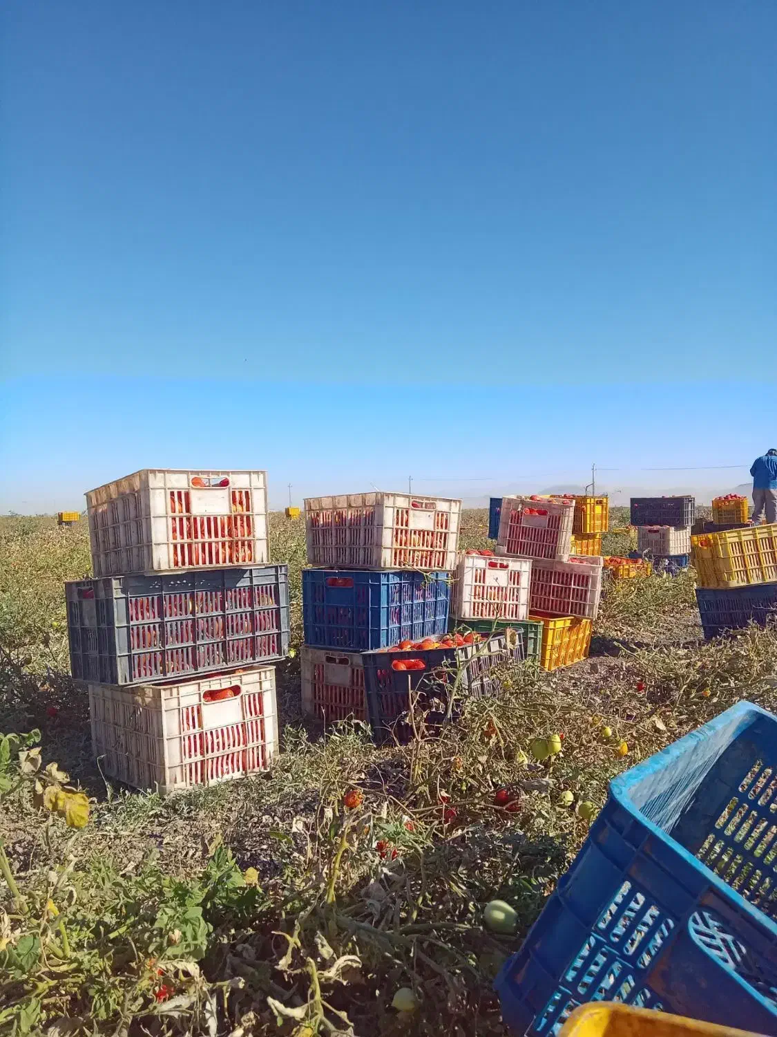 سر کارگر امور کشاورزی|خدمات باغبانی و درختکاری|کرمانشاه, |دیوار