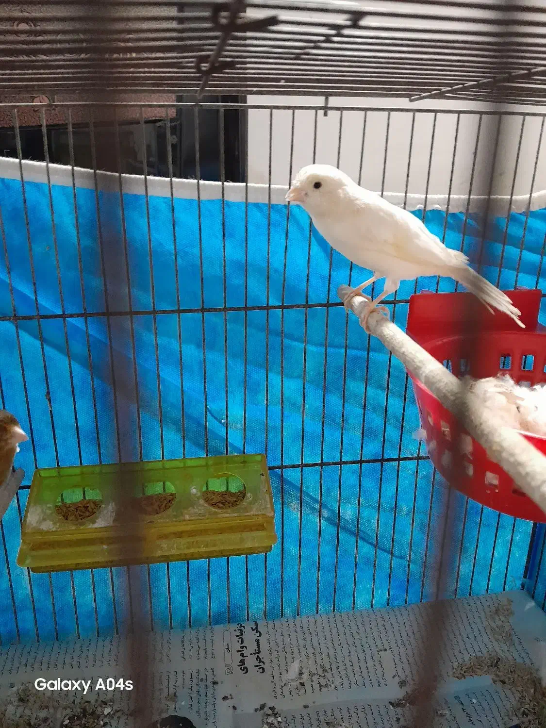 قناری جفت با جوجه|پرنده|رشت, منظریه|دیوار