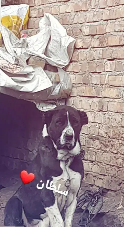 پژدر ماده ۳ ساله|سگ|پیر سلیمان, |دیوار