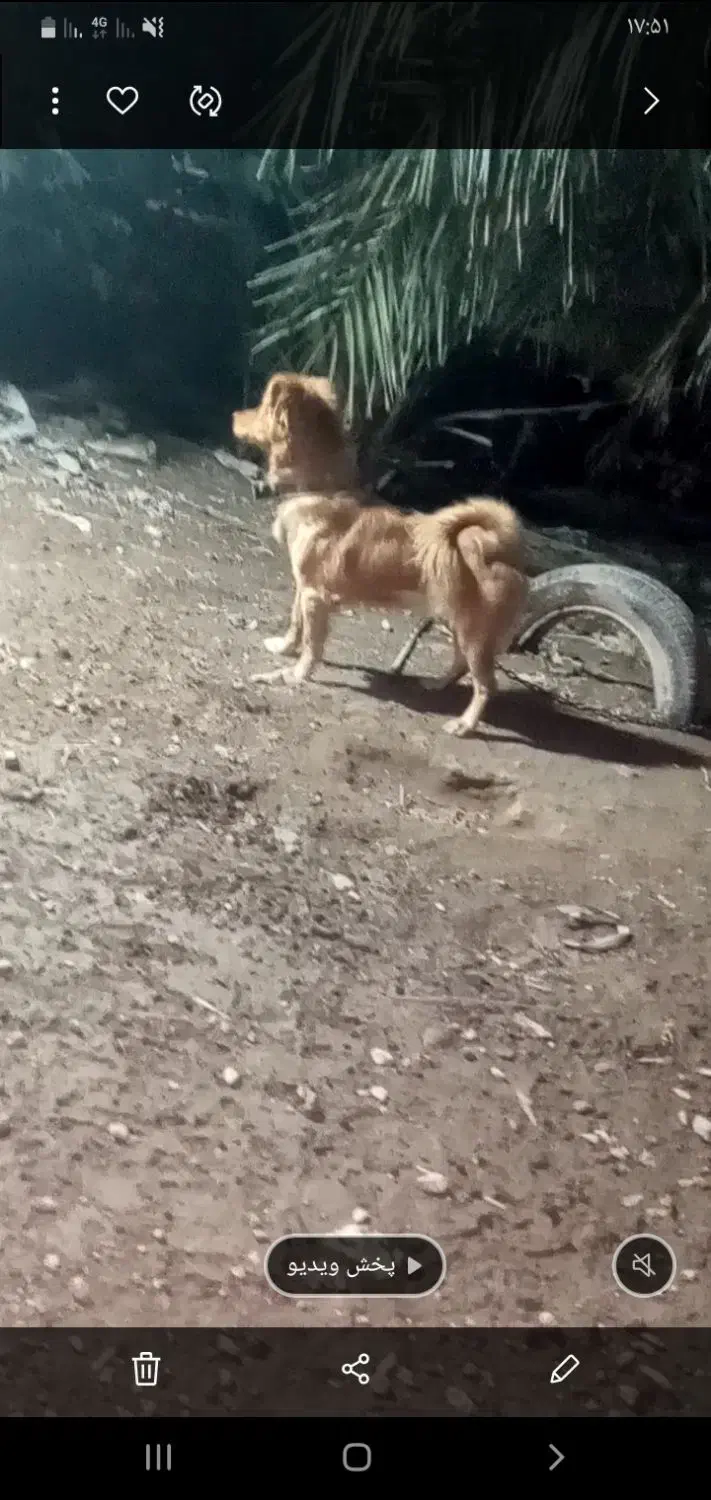 با دقت متن را بخونید|سگ|بم, |دیوار