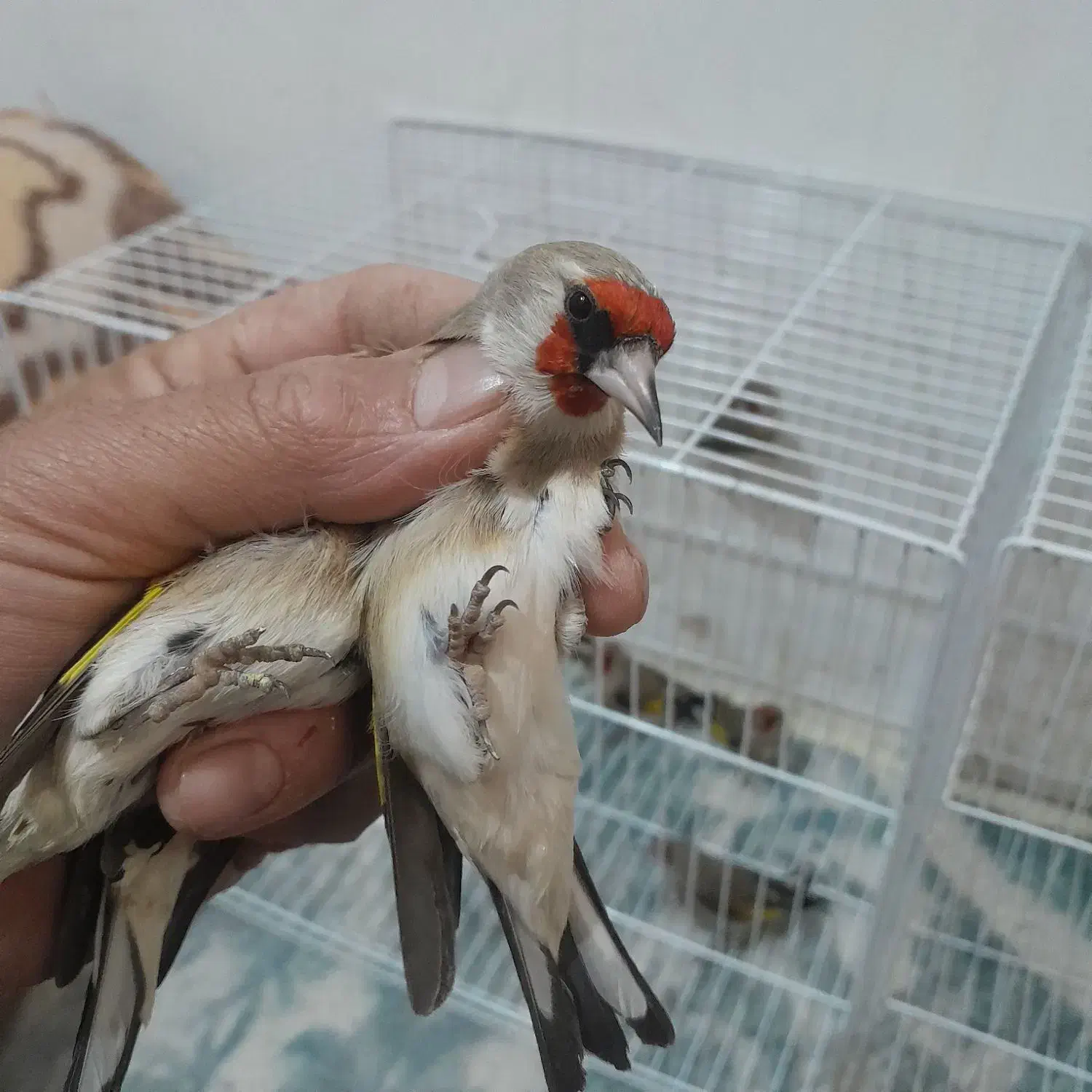 سهره کرمونی نر ماده و سینه سرخ|پرنده|مشهد, شهرک بهارستان|دیوار