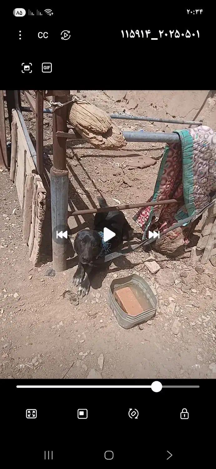 سگ گمشده|حیوانات|شاهرود, |دیوار