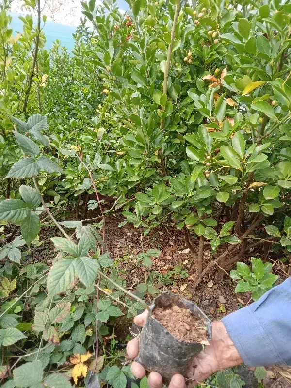 بوته تمشک اصلاح شده بدون خار|خدمات باغبانی و درختکاری|تولم شهر, |دیوار