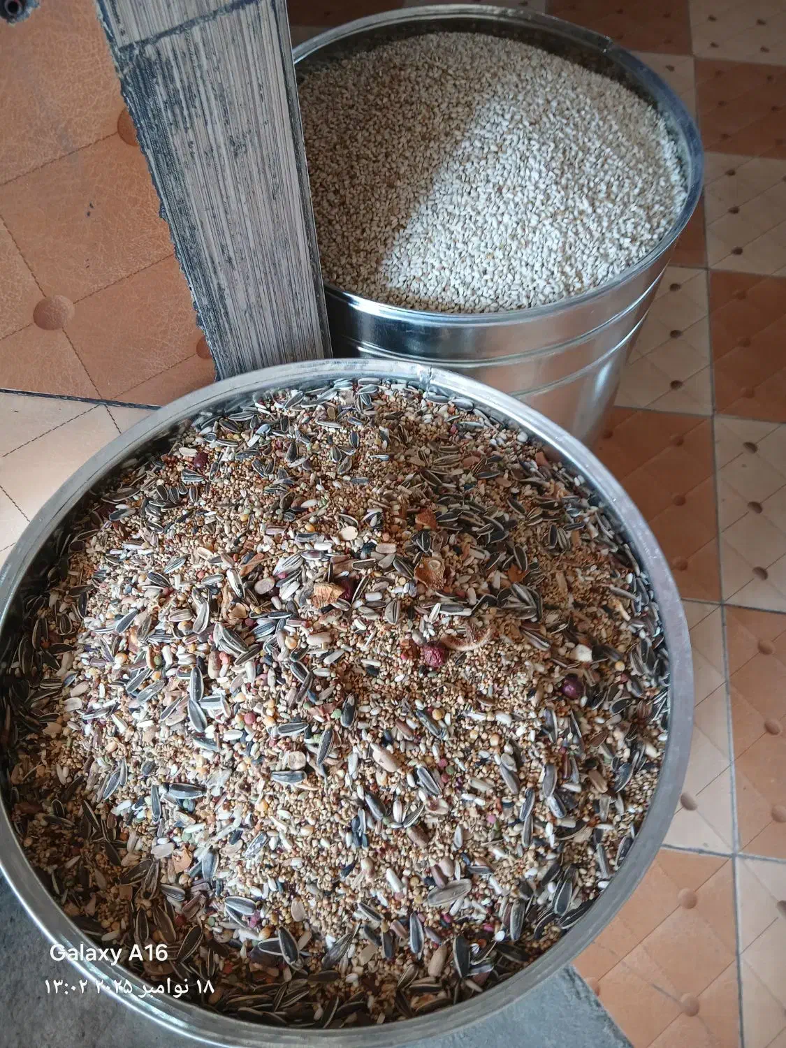 نر پلنگ|پرنده|کرمان, |دیوار