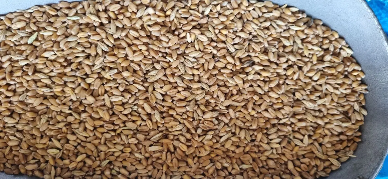 گندم|خوردنی و آشامیدنی|باوی, |دیوار