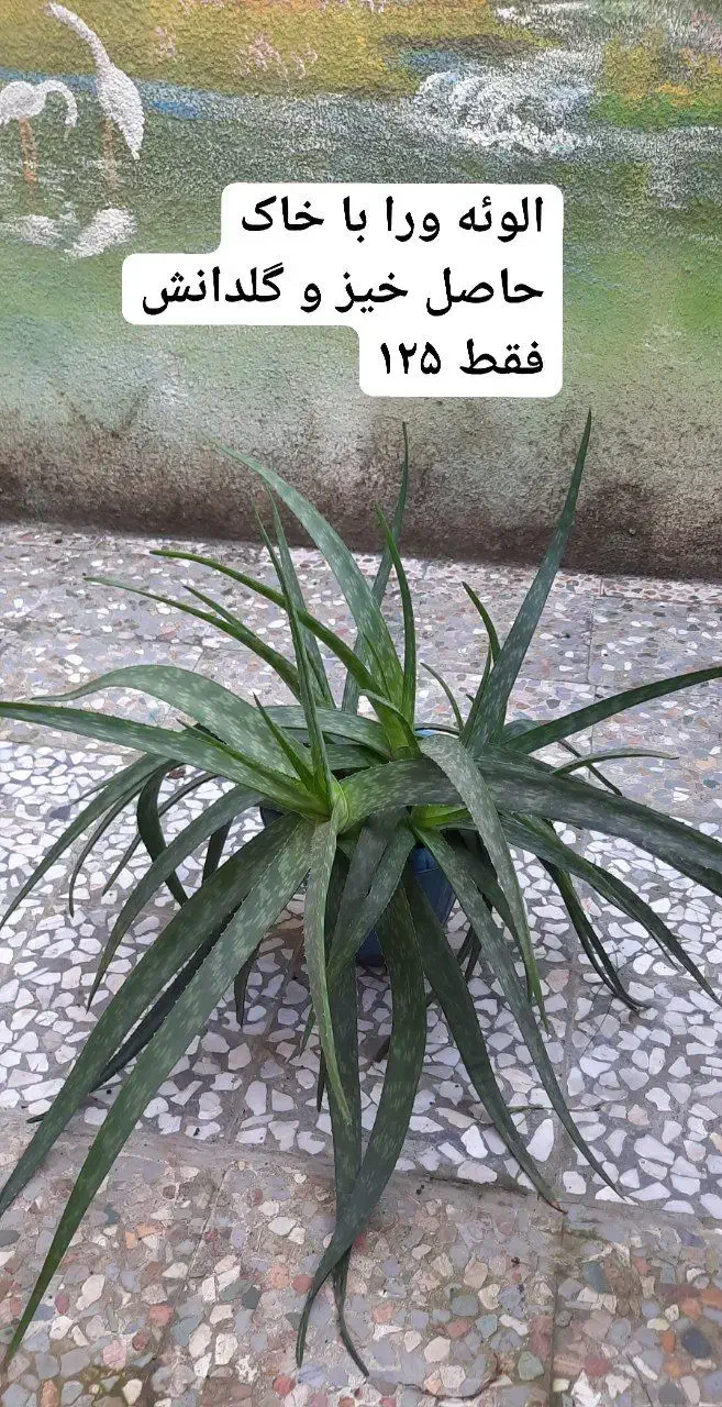 گل/گل الوئه ورا/شمعدانی/گندمی/گلدان سرامیکی|گل و گیاه طبیعی|لاهیجان, کوی آزادگان|دیوار
