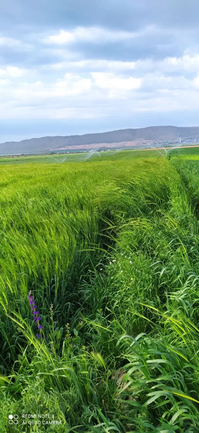 اجاره 6هکتارزمین کشاورزی دیم ماهیدشت|اجارهٔ دفتر صنعتی، کشاورزی، تجاری|ماهیدشت, |دیوار