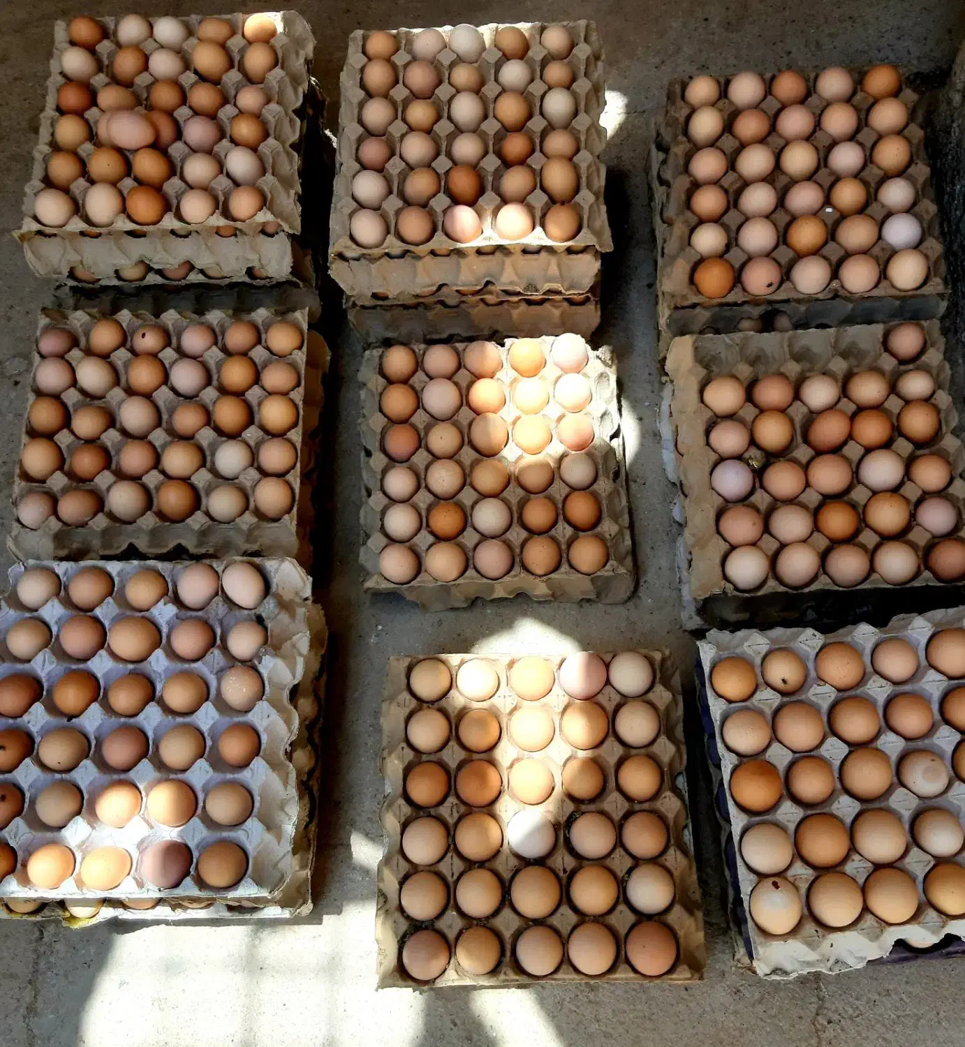 تخم مرغ محلی گلپایگانی اصل|خوردنی و آشامیدنی|خرامه, |دیوار