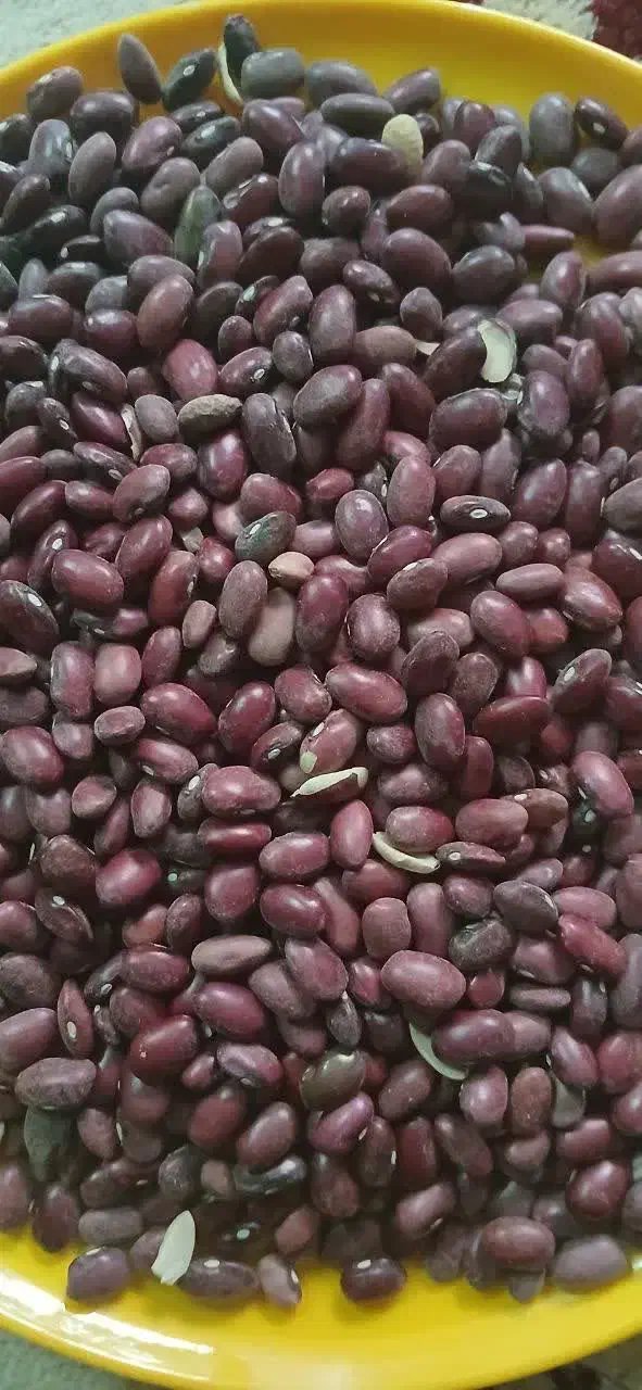 فروش لوبیا به صورت عمده|خوردنی و آشامیدنی|قم, جوی شور|دیوار