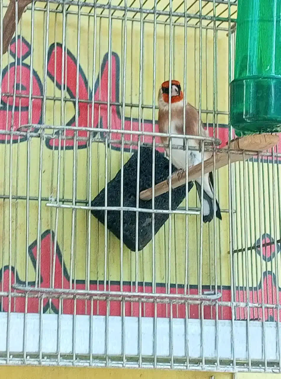 سهره ۳ ساله|پرنده|قم, شاه ابراهیم|دیوار