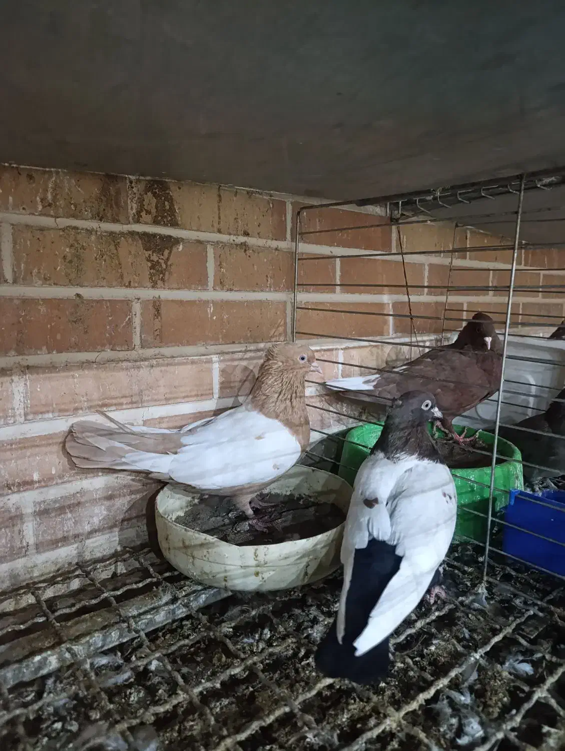 کبوتر سینه ای جفت|پرنده|تفت, |دیوار