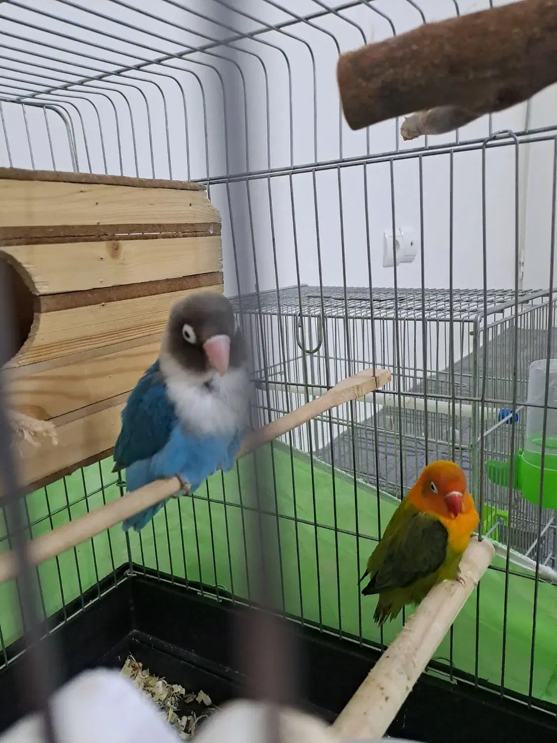 فروش طوطی برزیلی|پرنده|تهران, یافت‌آباد|دیوار