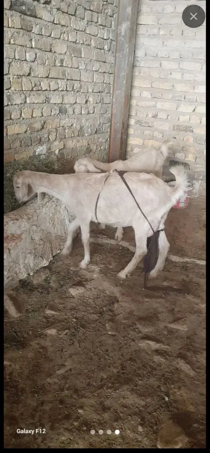 بزسانن با بزغاله|حیوانات مزرعه|مشهد, امین آباد|دیوار