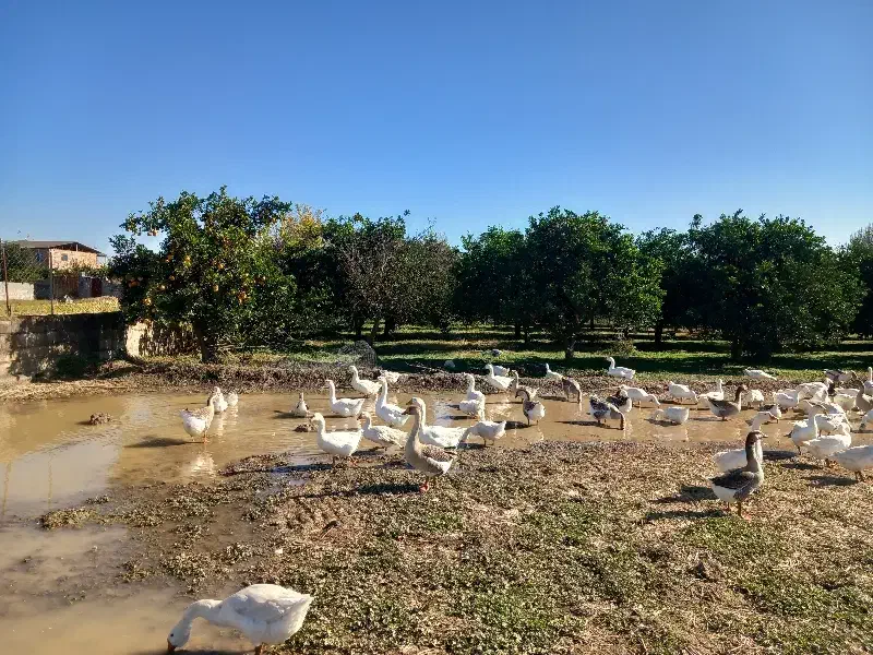 قوغاز  لیندا و آفریقایی جوان برای تخم گذاری|حیوانات مزرعه|زرگرشهر, |دیوار