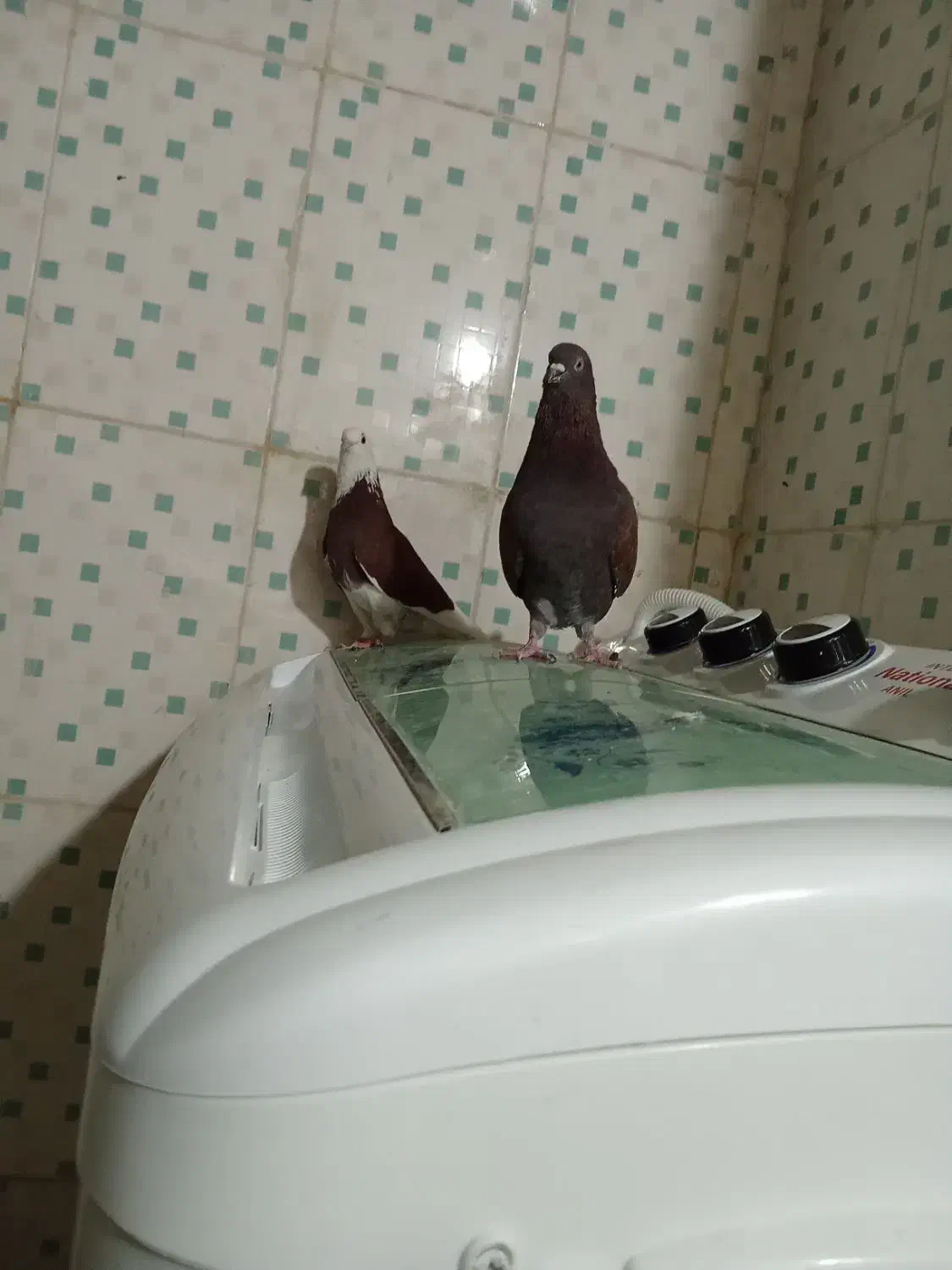 کفتر|پرنده|کهنوج, |دیوار