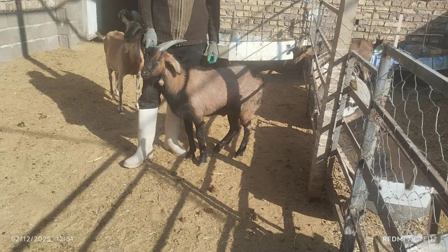 فروش یا معاوضه بزغاله سانن آلپاین نژاد عالی|حیوانات مزرعه|سده (خراسان جنوبی), |دیوار