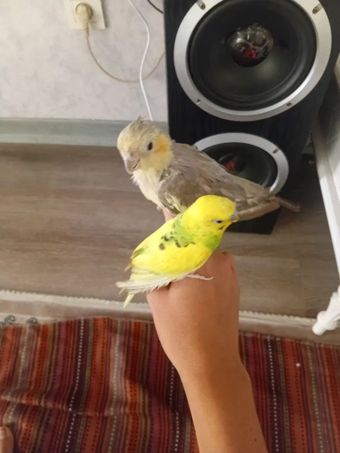 عروس هلندی با مرغ عشق|پرنده|قدس, شهرقدس|دیوار