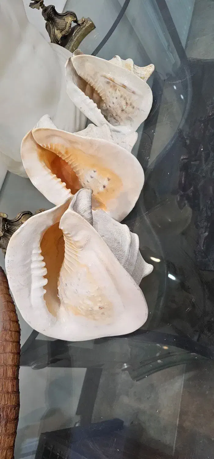 صدف کلکسیونی|صنایع دستی و سایر لوازم تزئینی|تهران, مختاری|دیوار