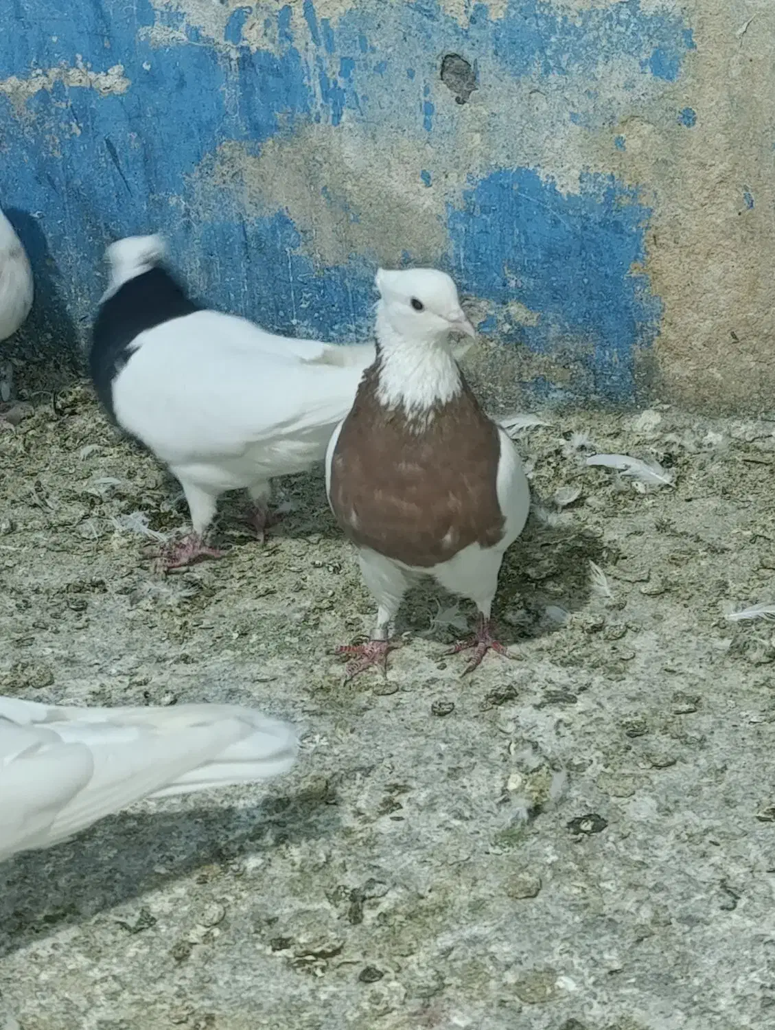 طوقی کفتر کبوتر|پرنده|تهران, هفده شهریور|دیوار