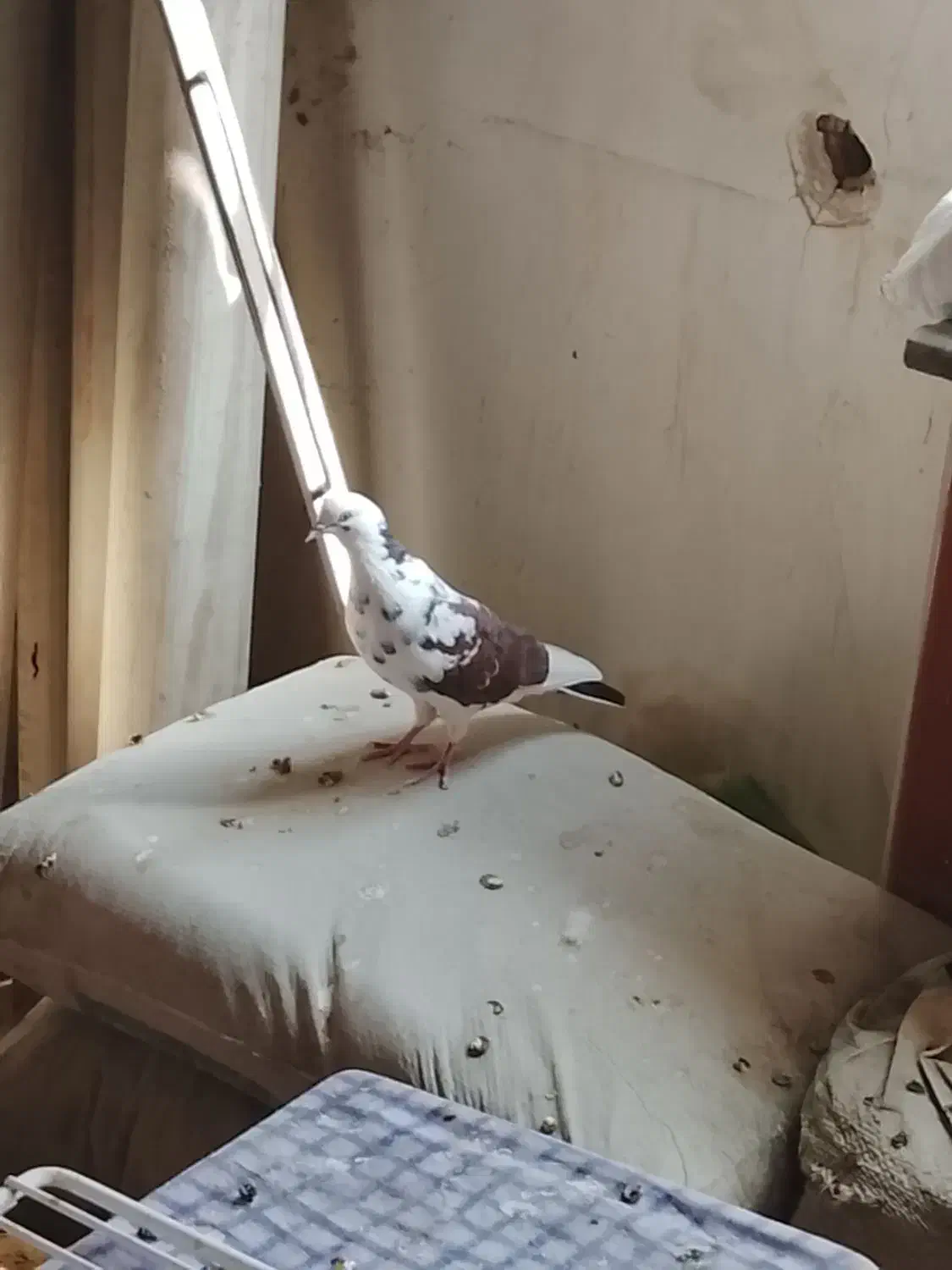 نره قم کار|پرنده|شازند, |دیوار