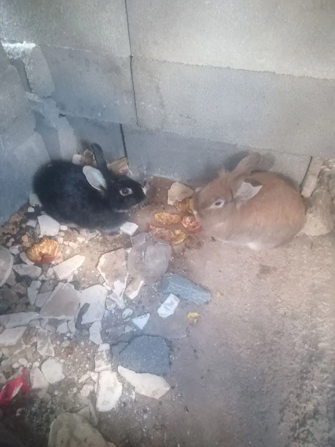 خرگوش|موش و خرگوش|کرمانشاه, |دیوار