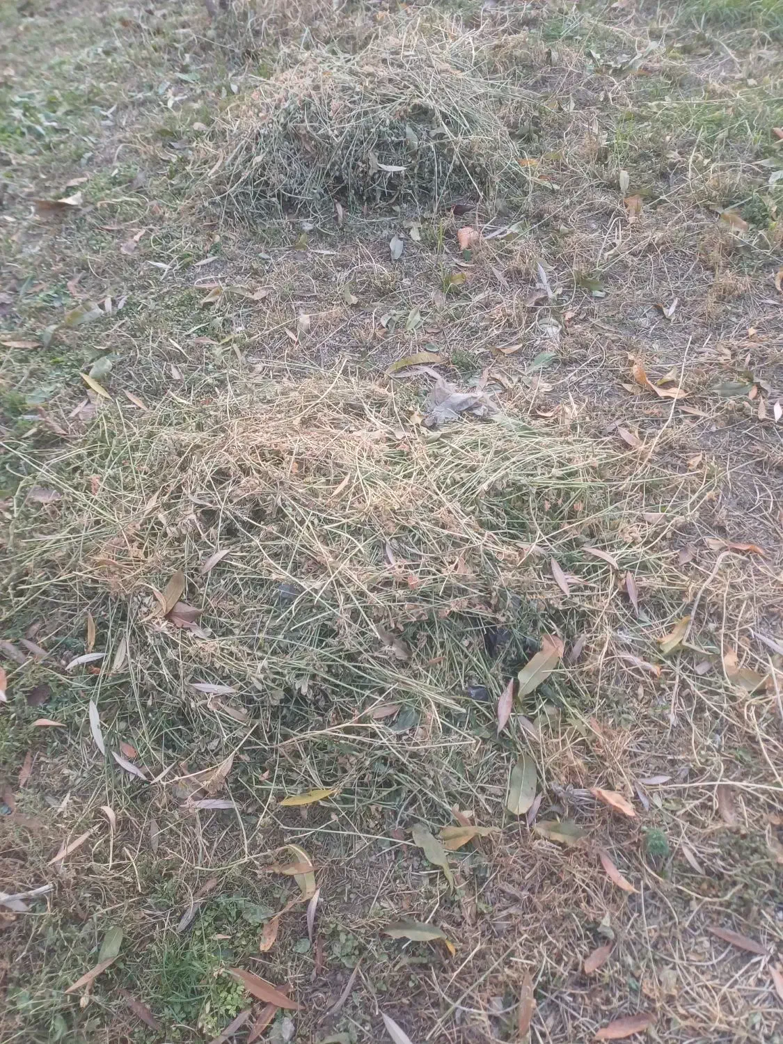 یونجه|لوازم جانبی حیوانات|همدان, |دیوار