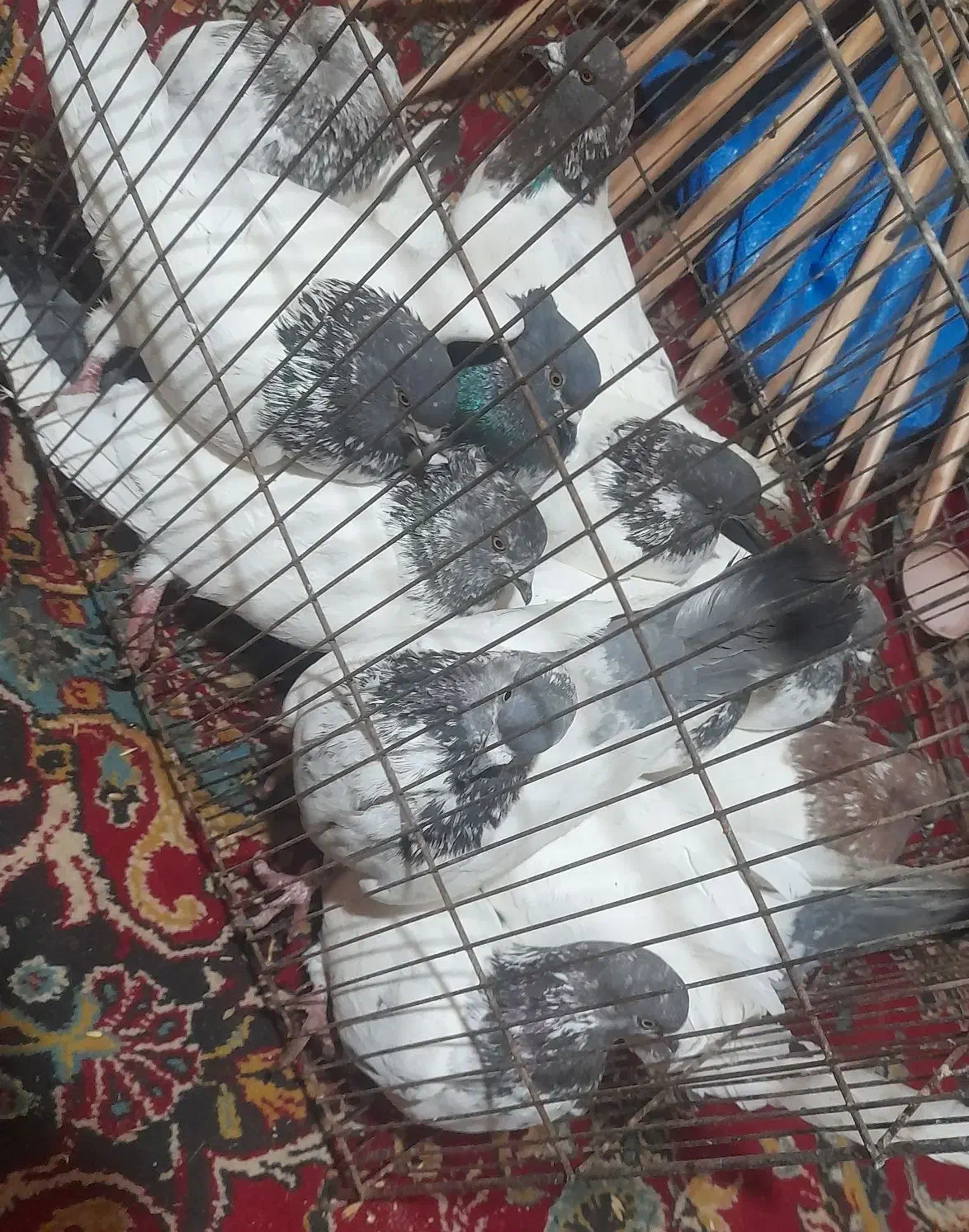 کفتر|پرنده|ساروق, |دیوار