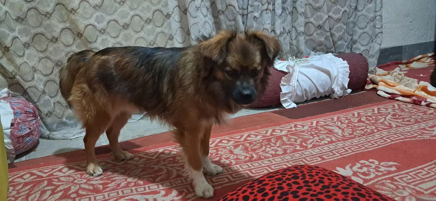 سگ پا کوتاه خیلی عالی بدون هیچ مشکلی شناسنامه دار|سگ|نورآباد ممسنی, |دیوار