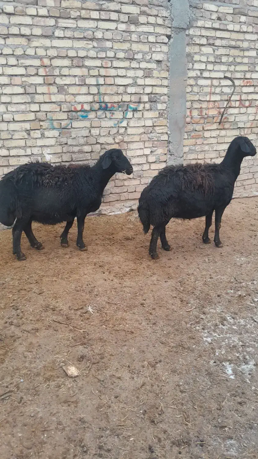 میش|حیوانات مزرعه|سجاس رود, |دیوار