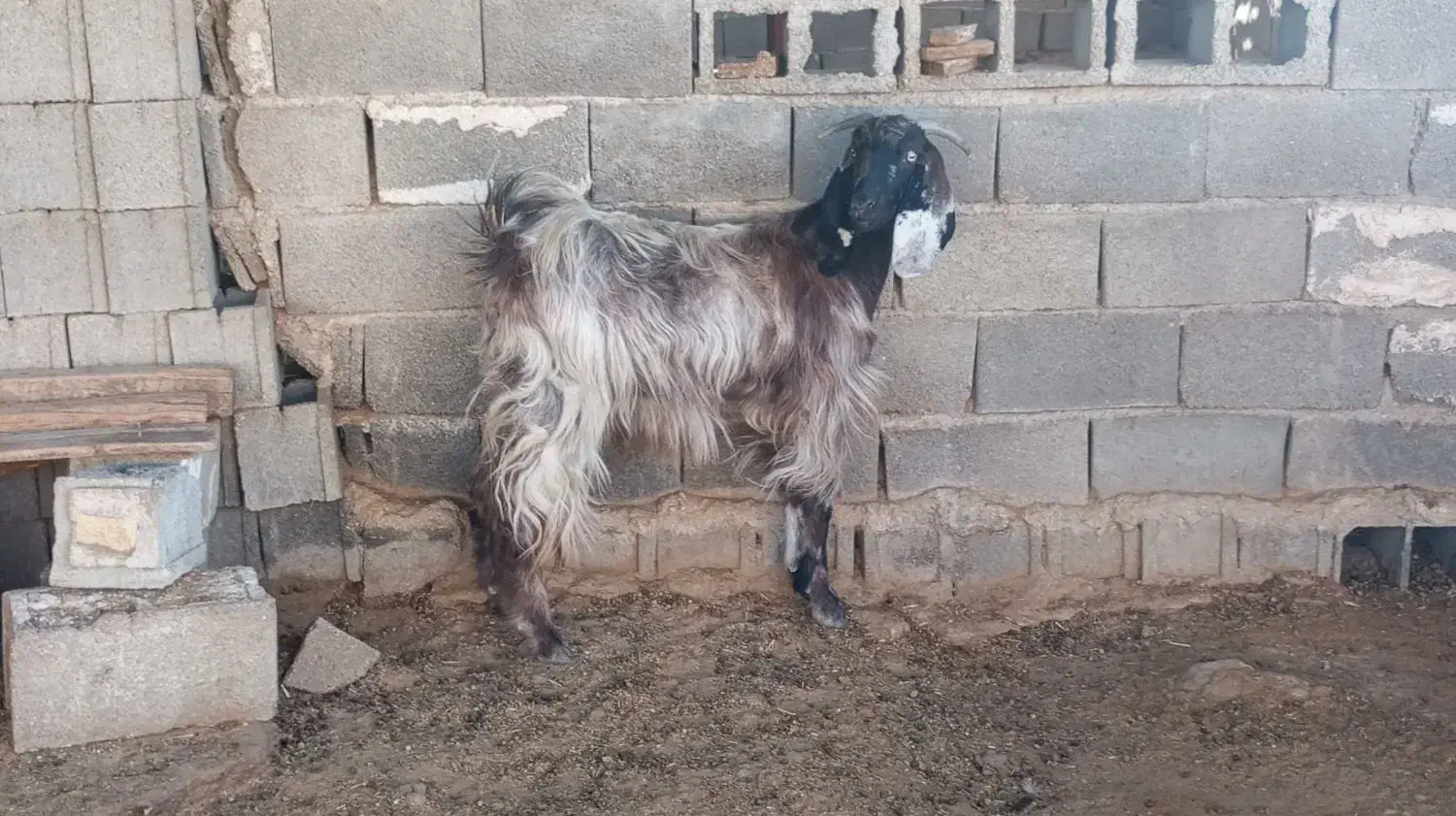 کولارترکی ناز|حیوانات مزرعه|جهرم, |دیوار