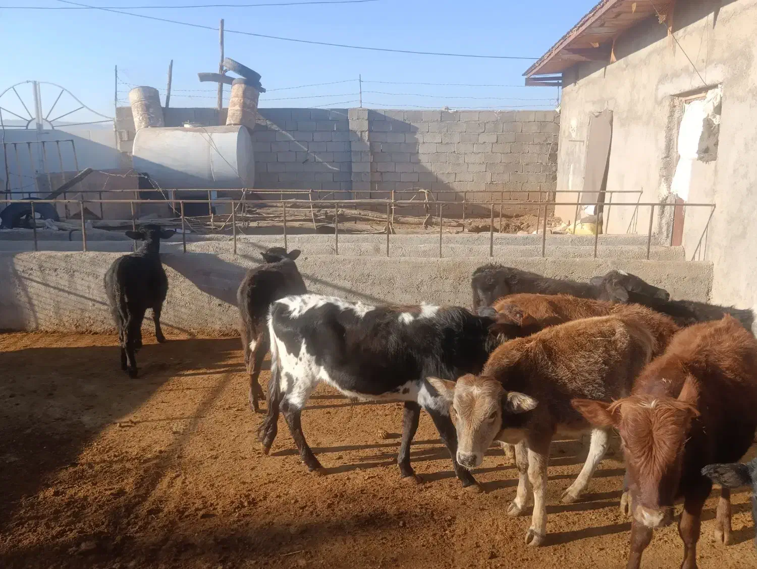 گوساله نر محلی|حیوانات مزرعه|کوهدشت, |دیوار