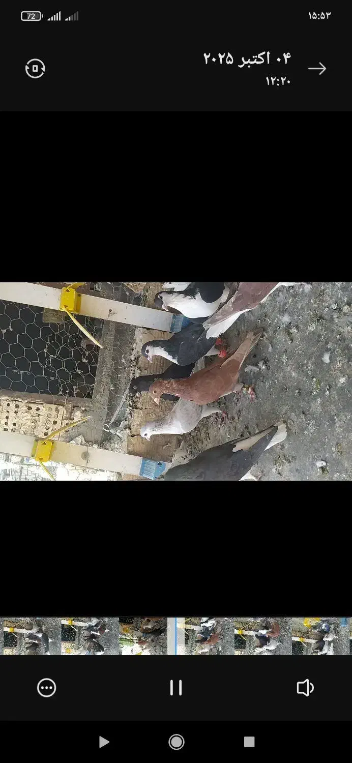 کفتر بوم زد خورد قلدر همه نر جفتی 1200|پرنده|چناران, |دیوار