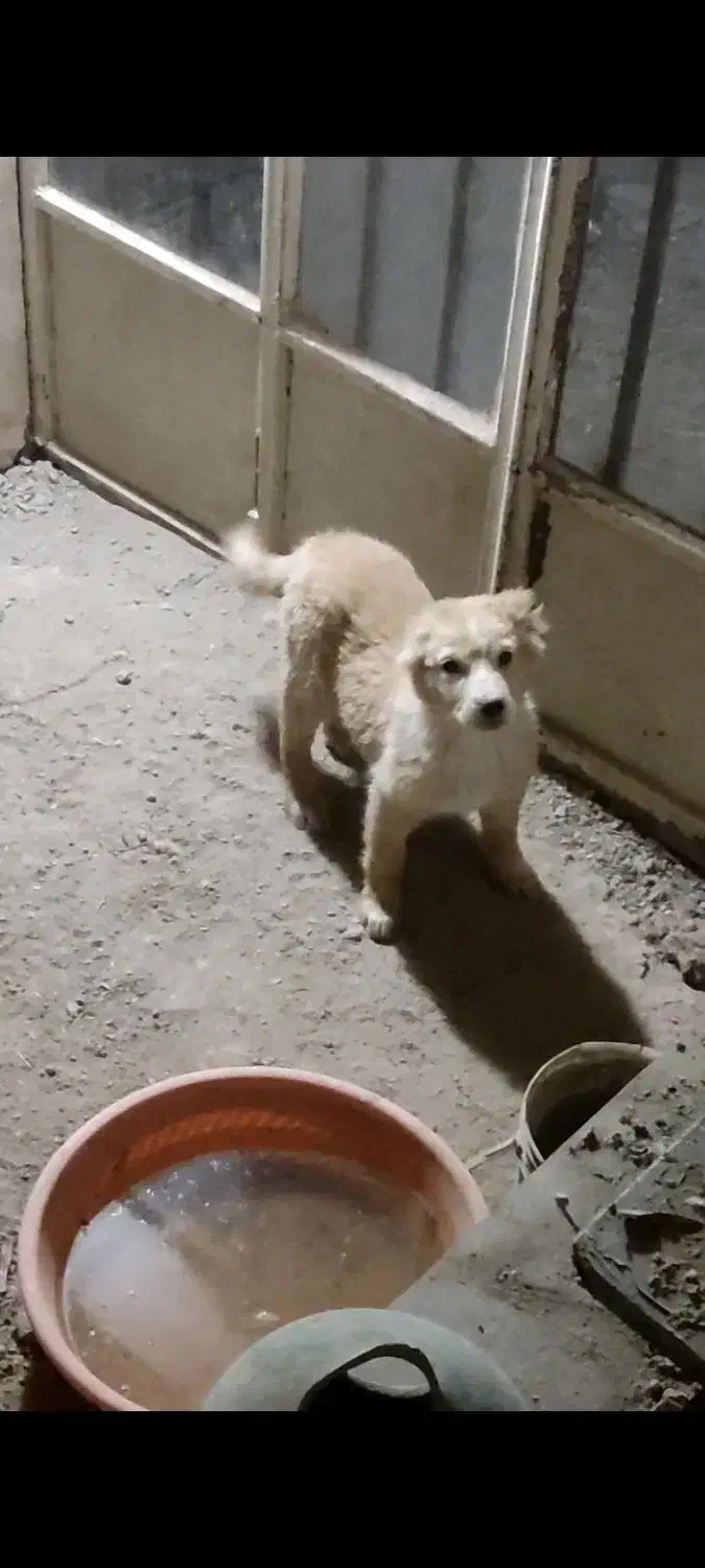 واگذاری توله نر ماده قدرجونی|سگ|دهاقان, |دیوار