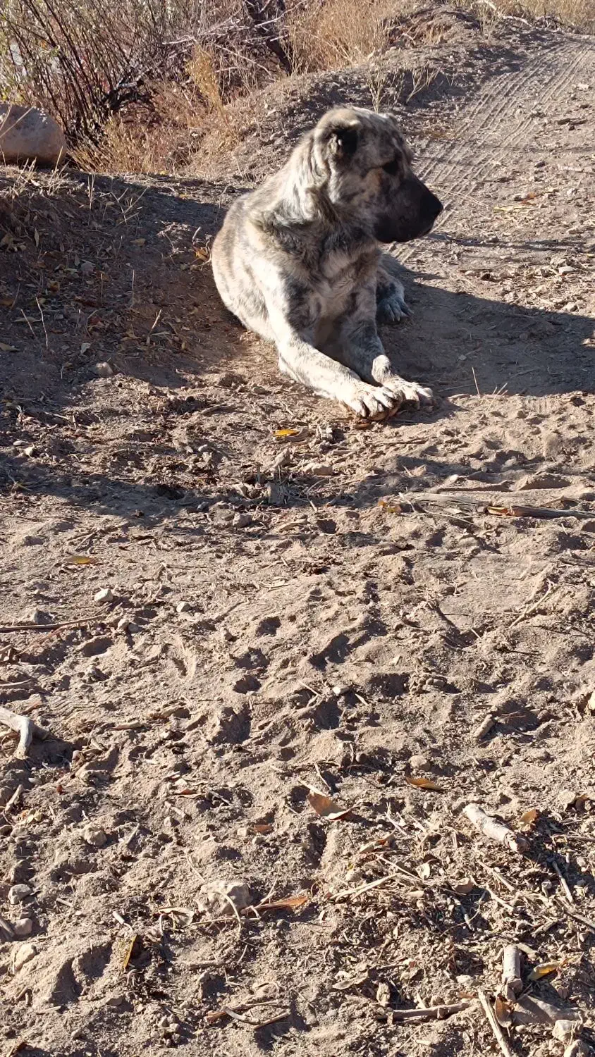 واگذاری سگ|سگ|ساوه, |دیوار