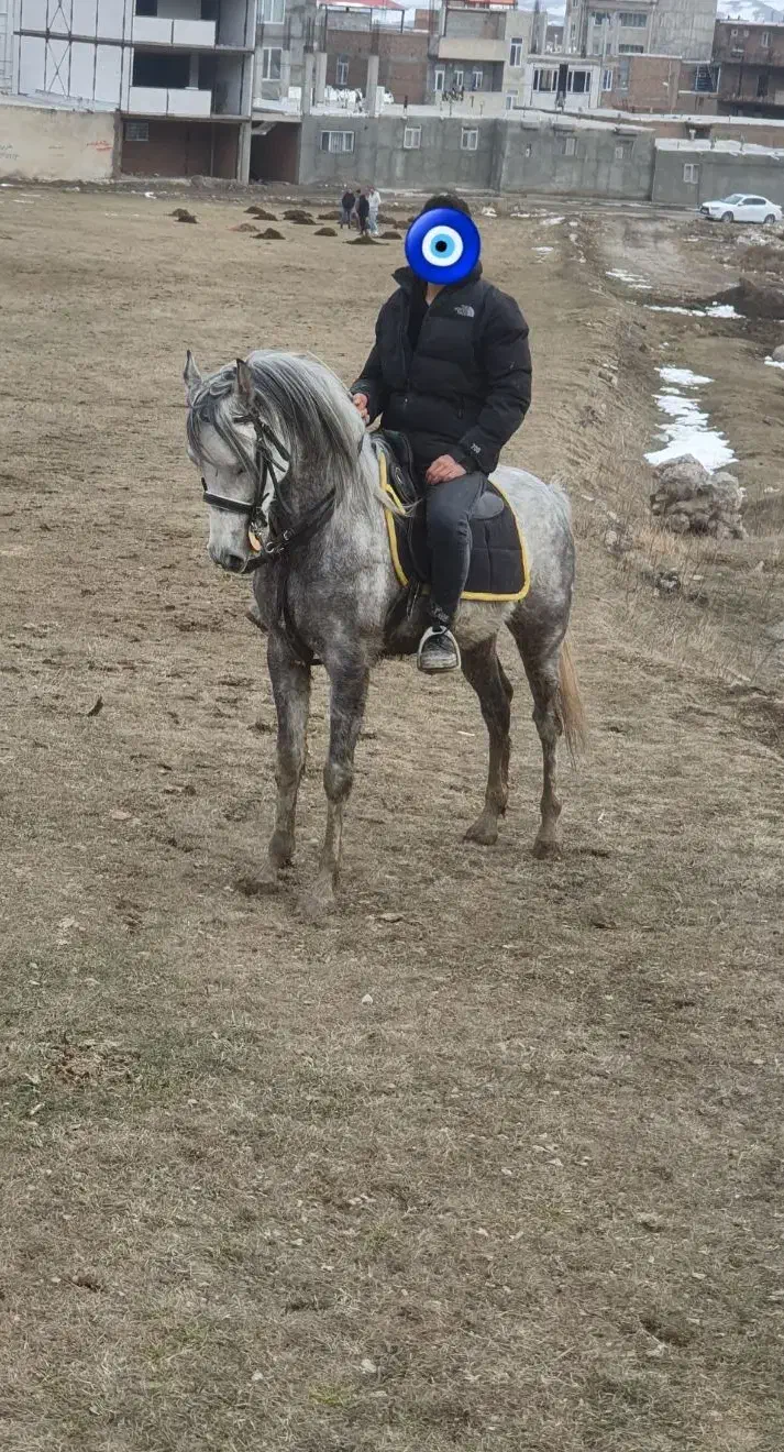 اسب عرب|اسب و تجهیزات اسب‌سواری|تهران, عباسی|دیوار