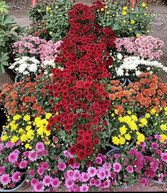 گلهای داوودی|گل و گیاه طبیعی|گرگان, |دیوار