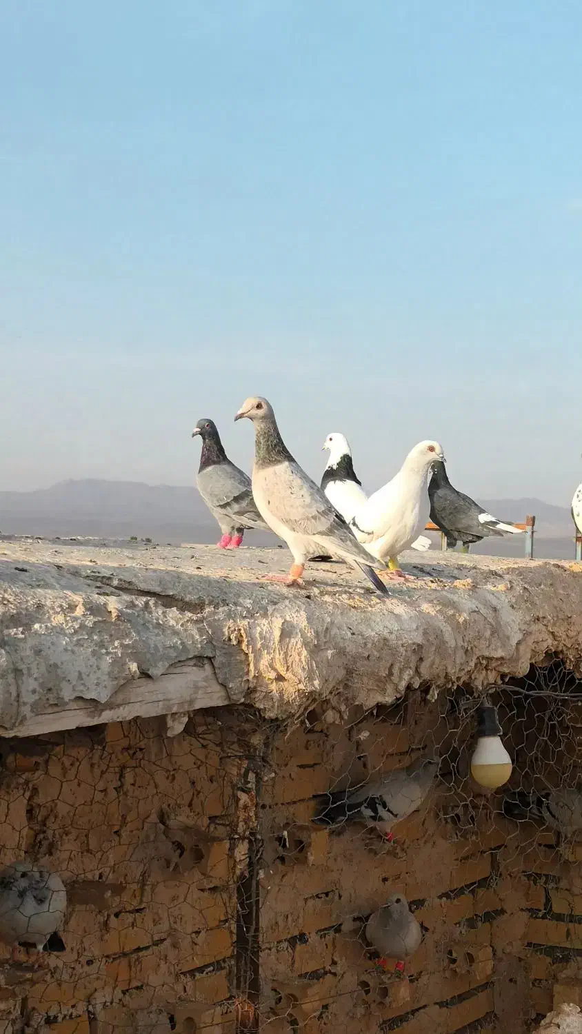 کفتر|پرنده|نصر آباد, |دیوار