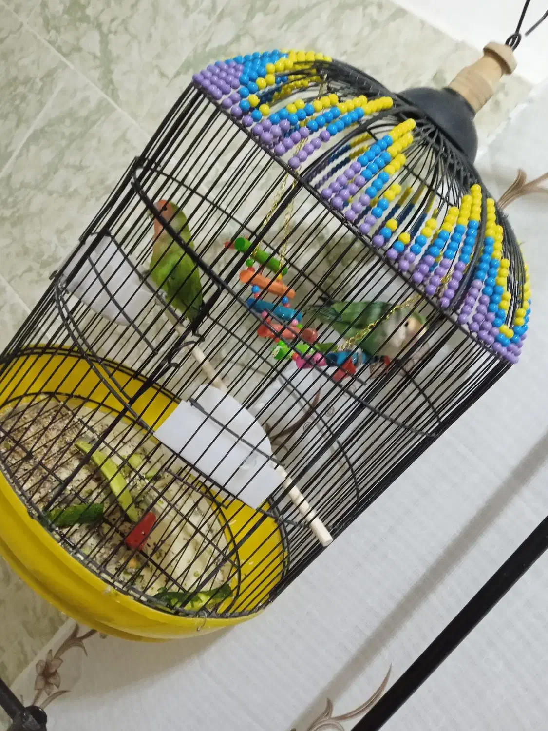 طوطی برزیلی|پرنده|بوکان, |دیوار