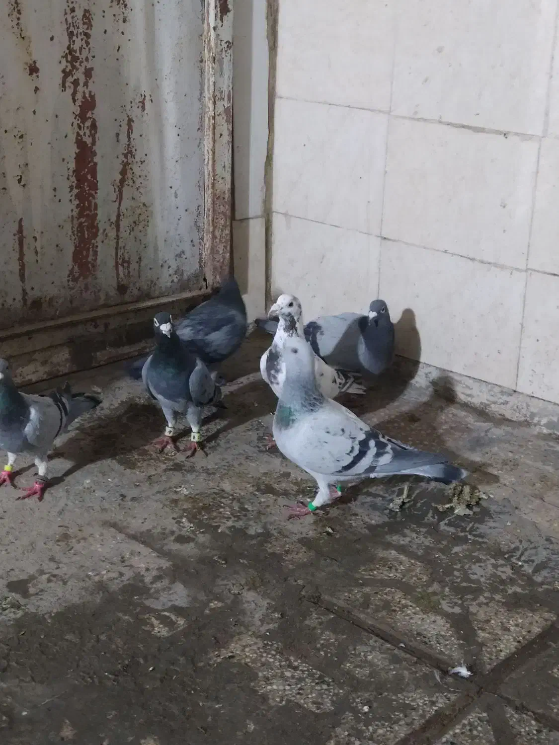 صید|پرنده|مشهد, شهید قربانی|دیوار