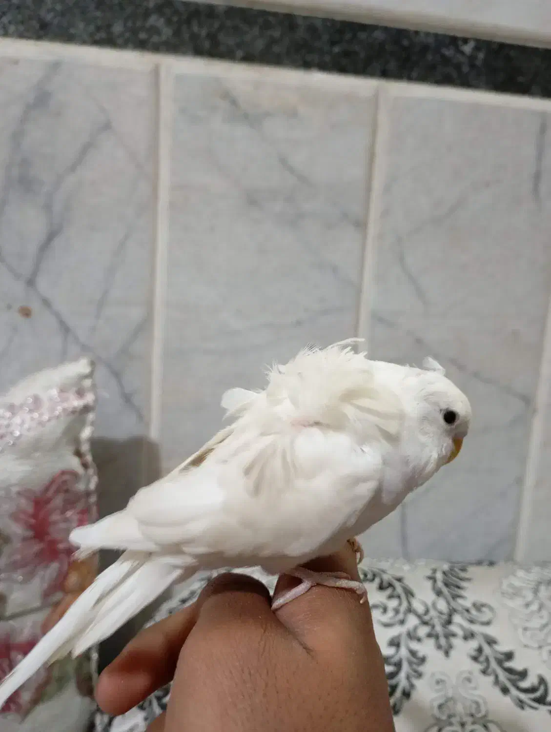 مرغ عشق پروانه ای دستی|پرنده|زاهدان, |دیوار